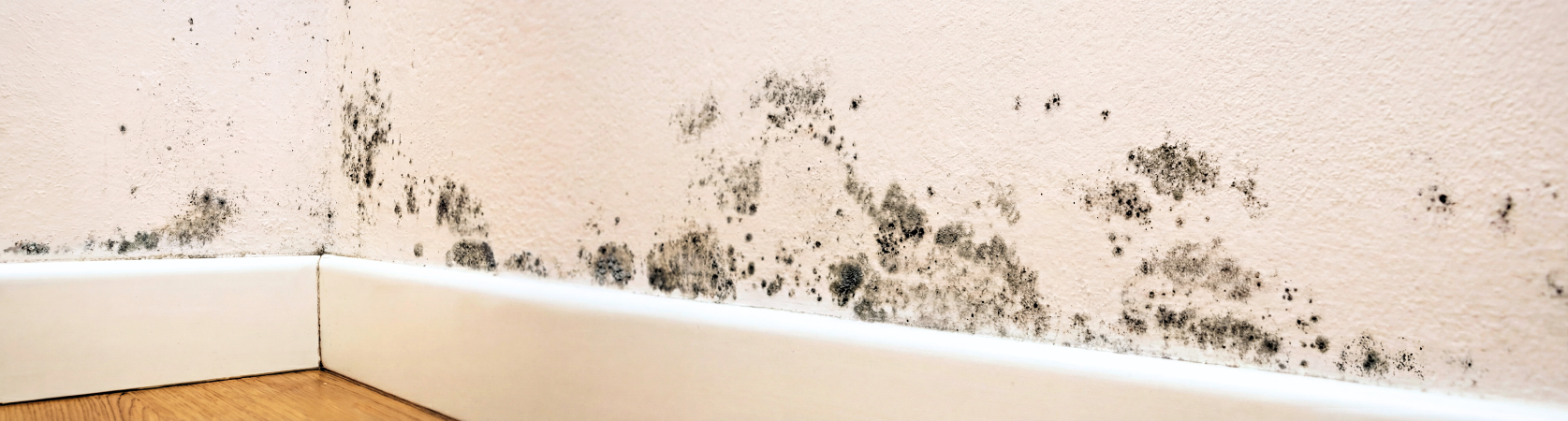 The Hidden Danger In Your Home: Understanding Mould Poisoning