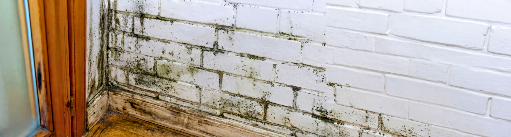 Mould At Home: What It Can Do To Your Health And How To Manage It Properly